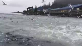 Salmon Run At the Solomon Gulch Hatchery near Valdez, AK