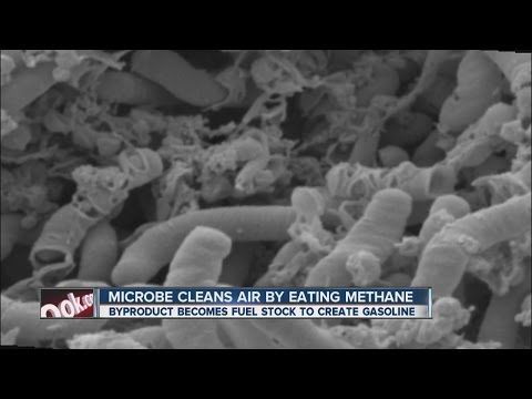 What bacteria eats methane?