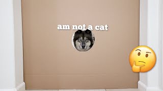 Will My Husky Make It Through The Reducing Hole?