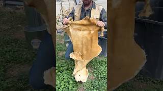 Deer Skins to Brain Tan Buckskin Clothing | part 2