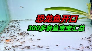 爲了讓300多條六角恐龍魚，全部開口吃東西，我真的是想盡了辦法