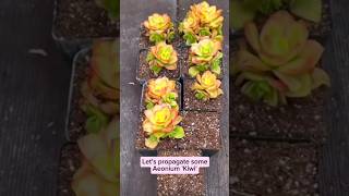 Let’s propagate some Aeonium 'Kiwi' #plants #succulent #gardening #shortvideo