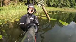 Ungurių medžioklė ( eel spearfishing)