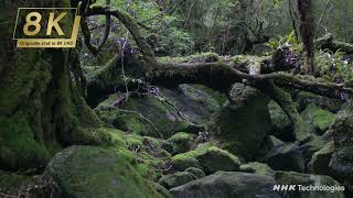 【4K】024_鹿児島県 屋久島