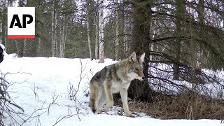 Trail cameras show how close wolves, moose, bears live to people in Alaska