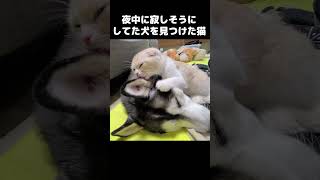 深夜に寂しそうにしてた犬を見つけた猫がこうなった...#猫 #shorts