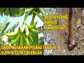 Cara Menanam Pisang Tanduk Agar Cepat Berbuah//Begini saja!!!