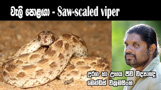 වැලි පොළගා Saw scaled vipers Mendis Wickramasinghe