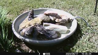 2023 0817 bathing bluebird adult