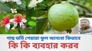 পেয়ারা গাছে কি ফুল আসে না? গাছ বাড়ছে না? তবে ভিডিওটি সম্পূর্ণ দেখুন#গাছ ভর্তি পেয়ারা হবে#