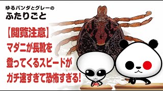 ふたりごと「【閲覧注意】マダニが長靴を登ってくるスピードが、ガチ速すぎて恐怖すぎる!」