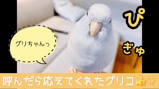 マメルリハのグリコ　呼んだら応えてくれたグリコがかわいい👍✨ Parrotlet