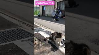 ミュウミュウ💖よ！主お帰りお薬飲んでるわ！お口痛いしもう17歳超えてるから心配してくれてありがとう #保護ネコ #保護猫 #保護ねこの家