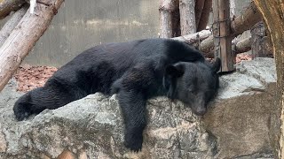 大の字のツキノワグマ【2023年8月8日】【上野動物園】