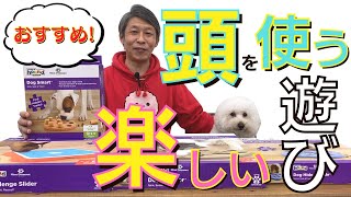 【犬のしつけ】愛犬の満足度100%?!頭を使う楽しくて特別な遊びを紹介します！