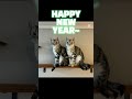 2024년 한해 쿠키 크림‘s 사진들 한 해 귀여움 cute cats 🤩