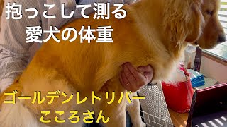 愛犬の体重の測り方は昔ながらの抱っこ方式で！ゴールデンレトリバー・こころさん