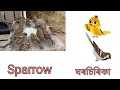 ইংৰাজী আৰু অসমীয়াত চৰাইৰ নাম birds name in english and assamese prak vidyalay