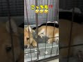 【豆柴子犬】お昼寝😴time💤　？？起きてるぞ🤣　 shorts