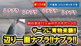 【千葉県 房総】サーフに青物来襲!!辺り一面ナブラ!!ナブラ!!鳥も乱舞イワシも打ち上げられてサーフが一変!!同行者は77cmのワラサゲット!!【ライトショアジギング】