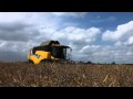 Rapeseed harvest with New Holland