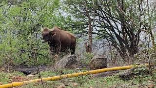 yercaud bison | ஏற்காடு மலைப்பாதையில் காட்டெருமை  #yercaud #bison #dayout #salem #youtubeshorts