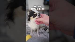 去勢手術の術前と術後の一部