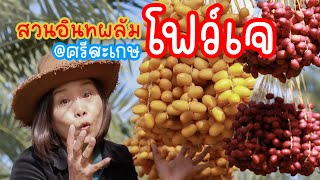 สวนอินทผลัม โฟว์เจ ณ ศรีสะเกษ #Date Palm