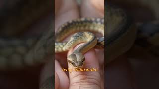 baby rattlesnake