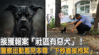 接獲報案「社區有惡犬」！警察出動看見本尊「下秒直接抱緊」！|#狗狗故事 #惡犬