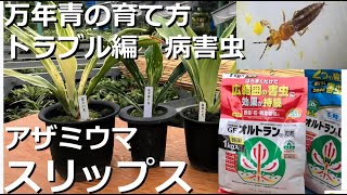 【万年青の育て方　トラブル編】病害虫　スリップス　アザミウマとは？防除の方法は？【万年青の豊明園】【What is Thrips? How to control?】