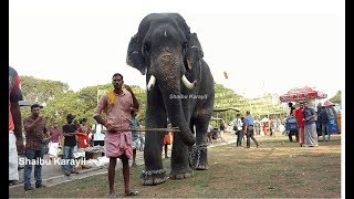 ഗജരാജ കുമാരൻ അക്കിക്കാവ് കാർത്തികേയൻ | അക്കിക്കാവ് കാർത്തികേയൻ | AKKIKKAVU KARTHIKEYAN ELEPHANT