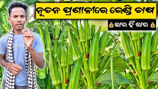 ଭେଣ୍ଡି ଚାଷର ନୁଆଁ ଟ୍ରିକ୍ | How to Grow Ladyfinger | @DRfarmingTv