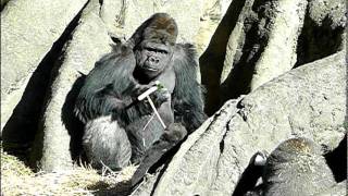 2011年12月11日の上野動物園のゴリラの赤ちゃんコモモ。Cute baby gorilla.