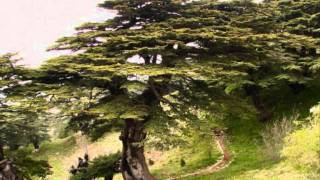 plant a cedar tree in the soil of lebanon.wmv