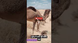 Crazy Facts About camel 🐪🐪| Amazing Facts |#Shorts #viral 🤔🤔