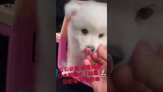 貝貝寵物專業犬舍-貝貝萌寵 寵愛到家