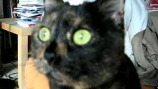 Cat Has War Flashbacks