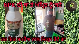 ਕਣਕ ਦੀ ਫ਼ਸਲ ਤੇ NPK ਦੀ ਥਾਂAdhunik Amrit ਅੰਮ੍ਰਿਤ 250ML ਕਰੋ ਹਰ ਇਕ ਨਾਲ ਮਿਕ੍ਸ ਹੋਵੇ ਗਾ 3 to 4 ਮਣ ਝਾੜ ਚ ਵਾਧਾ