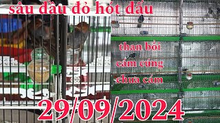 29/09/2024 Sâu Đầu Đỏ Hót Đấu _ Than Bổi Cám Cứng _ Chưa Cám....