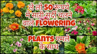 Winter Flowering Plants for Rs 50 with Pot|Priya Nursery |Ramiya's Gardening and Travel Vlogs