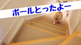 #164 ミヌエット猫が自分でボールを転がしちゃう！