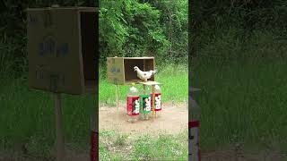 Great Pigeon Trap || Unique Bird Trap #Shorts