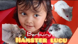 Aisha mau hamsters || Berburu Hamsters #hamster #baby #kids #vlog