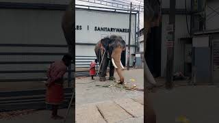 അവൻ്റെ തല ആട്ടം കണ്ടില്ലേ#kerala #elephant #elephants #youtubeshorts #shortsvideo #shorts