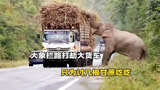 大象拦路打劫大货车，只为讨几根甘蔗，司机的举动让人暖心