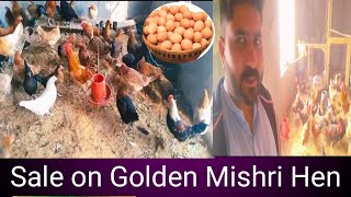 Sale on Golden Mishri Hen