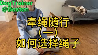 Leashed walk training | 牵绳随行 防爆冲 如何选择绳子｜Loose leash walk | slip lead