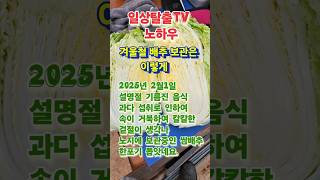 (배추 수확2025년 2월1일 )칼칼한 배추겉절이 생각나 밭에서 보관중인 배추 한포기 수확 했어요#shorts #배추겉절이 #배추