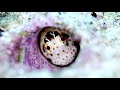 【癒しの音楽と水中映像】珠玉の海 久米島 【relaxation film】the gem ocean kumejima islands.10min【4k】